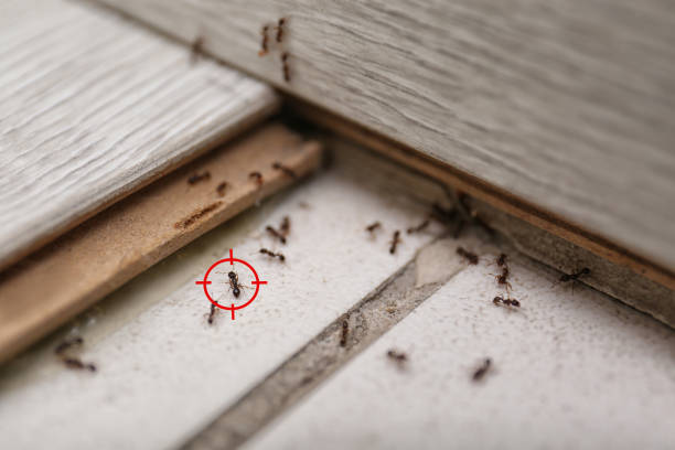 Best Wasp Removal Services  in Donna, TX